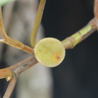 Ficus laevis Blume